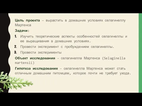 Цель проекта – вырастить в домашних условиях селагинеллу Мартенса Задачи: Изучить