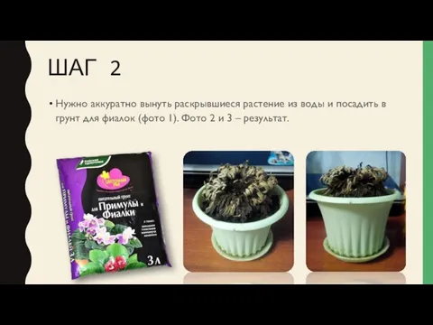 ШАГ 2 Нужно аккуратно вынуть раскрывшиеся растение из воды и посадить