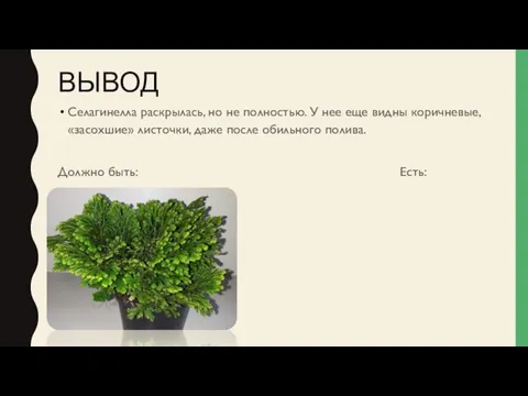 ВЫВОД Селагинелла раскрылась, но не полностью. У нее еще видны коричневые,