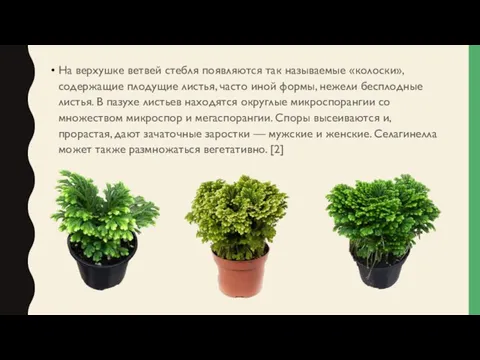 На верхушке ветвей стебля появляются так называемые «колоски», содержащие плодущие листья,