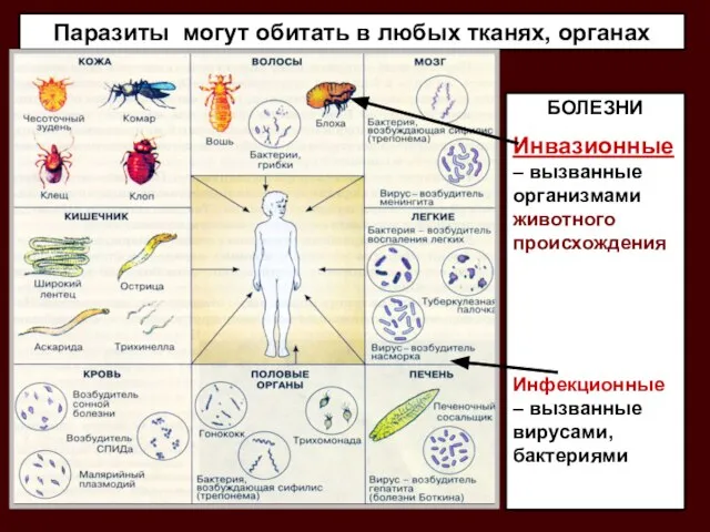 Паразиты могут обитать в любых тканях, органах БОЛЕЗНИ Инвазионные – вызванные