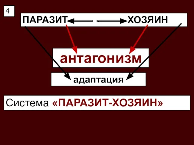ПАРАЗИТ - ХОЗЯИН антагонизм Система «ПАРАЗИТ-ХОЗЯИН» адаптация 4