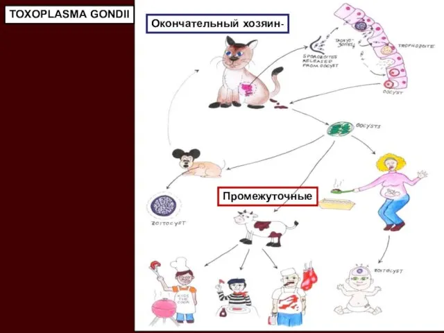 TOXOPLASMA GONDII Окончательный хозяин- Промежуточные