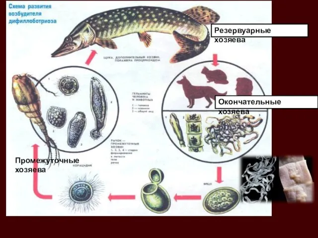Резервуарные хозяева Промежуточные хозяева Окончательные хозяева