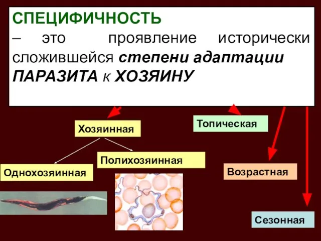 СПЕЦИФИЧНОСТЬ – это проявление исторически сложившейся степени адаптации ПАРАЗИТА к ХОЗЯИНУ