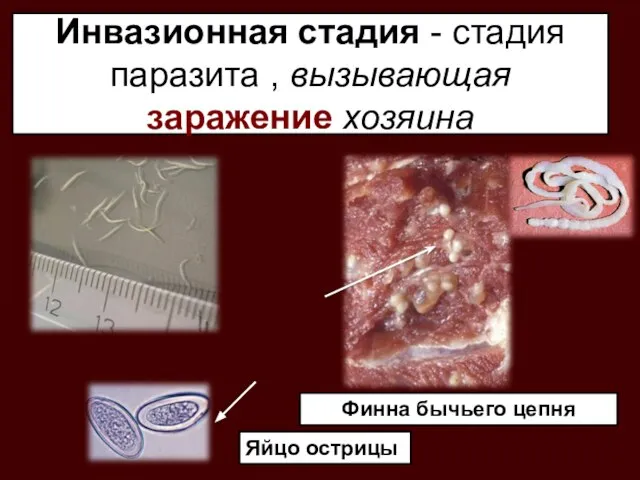 Инвазионная стадия - стадия паразита , вызывающая заражение хозяина Финна бычьего цепня Яйцо острицы