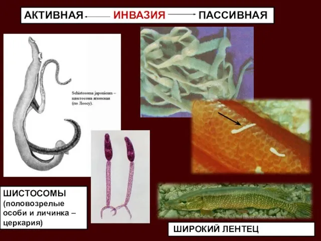 АКТИВНАЯ ИНВАЗИЯ ПАССИВНАЯ ШИСТОСОМЫ (половозрелые особи и личинка – церкария) ШИРОКИЙ ЛЕНТЕЦ