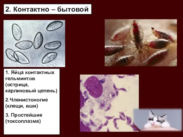 2. Контактно – бытовой 1. Яйца контактных гельминтов (острица, карликовый цепень)