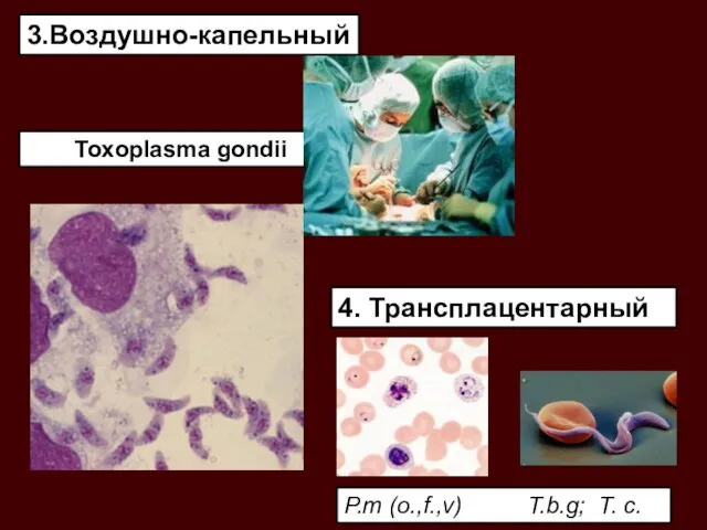 3.Воздушно-капельный 4. Трансплацентарный Toxoplasma gondii P.m (o.,f.,v) T.b.g; T. c.
