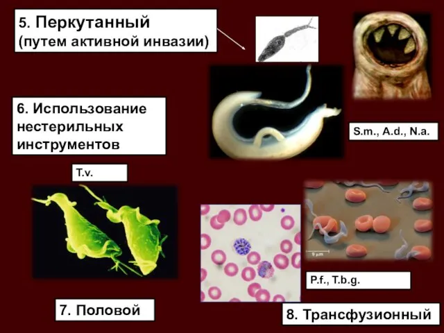 7. Половой 6. Использование нестерильных инструментов 8. Трансфузионный 5. Перкутанный (путем