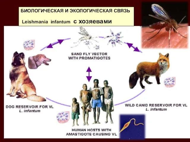 БИОЛОГИЧЕСКАЯ И ЭКОЛОГИЧЕСКАЯ СВЯЗЬ Leishmania infantum с хозяевами