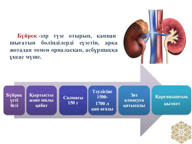 Бүйрек -зәр түзе отырып, қаннан шығатын бөлінділерді сүзетін, арқа жотадан төмен орналасқан, асбұршаққа ұқсас мүше.