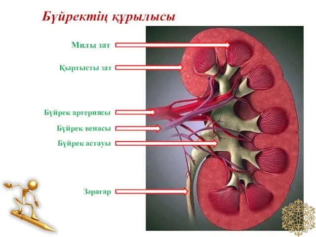 Бүйректің құрылысы Милы зат Зәрағар Бүйрек астауы Бүйрек венасы Бүйрек артериясы Қыртысты зат