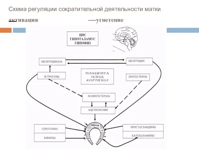 Схема регуляции сократительной деятельности матки активация ----угнетение