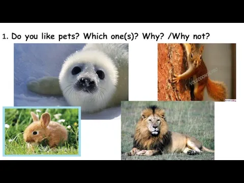 Do you like pets? Which one(s)? Why? /Why not?