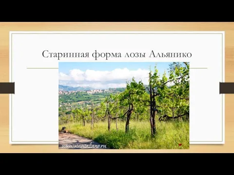 Старинная форма лозы Альянико