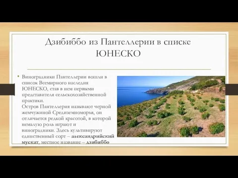 Дзибиббо из Пантеллерии в списке ЮНЕСКО Виноградники Пантеллерии вошли в список