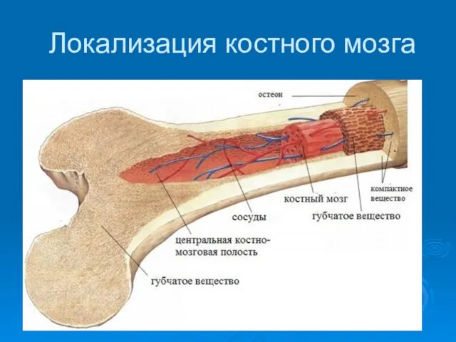 Локализация костного мозга