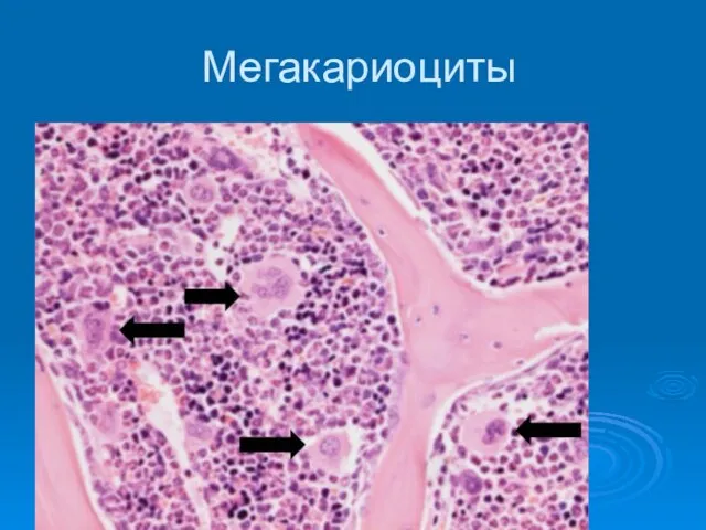 Мегакариоциты