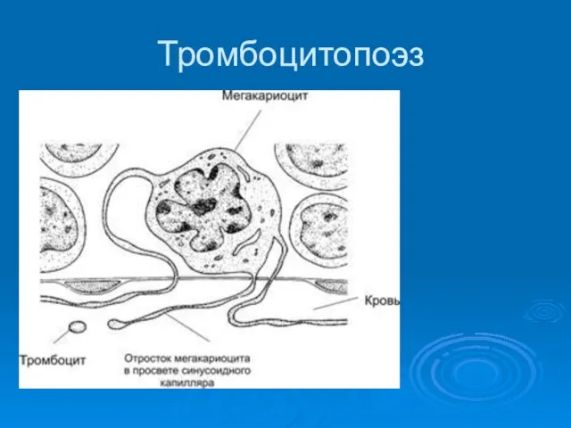 Тромбоцитопоэз