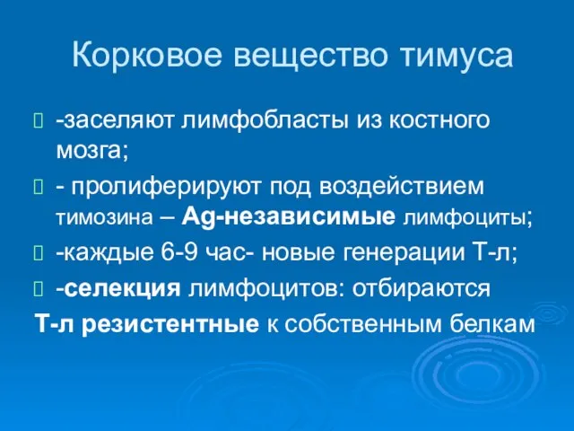 Корковое вещество тимуса -заселяют лимфобласты из костного мозга; - пролиферируют под