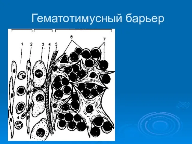 Гематотимусный барьер