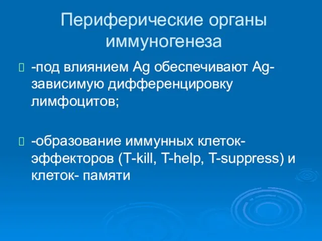 Периферические органы иммуногенеза -под влиянием Аg обеспечивают Аg-зависимую дифференцировку лимфоцитов; -образование