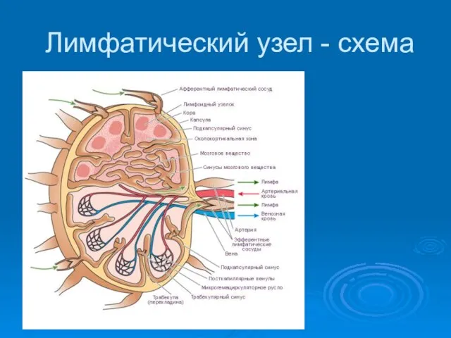 Лимфатический узел - схема