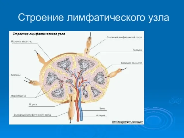 Строение лимфатического узла