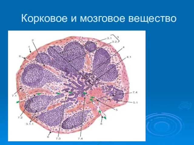 Корковое и мозговое вещество