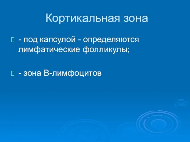 Кортикальная зона - под капсулой - определяются лимфатические фолликулы; - зона В-лимфоцитов