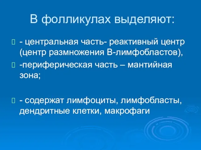 В фолликулах выделяют: - центральная часть- реактивный центр (центр размножения В-лимфобластов),