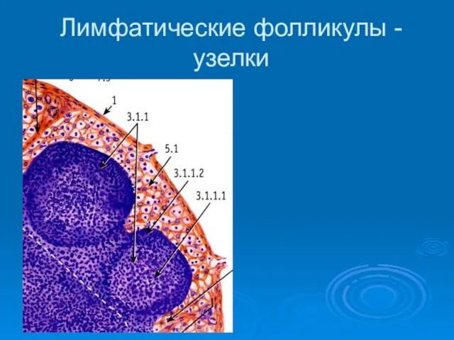 Лимфатические фолликулы -узелки