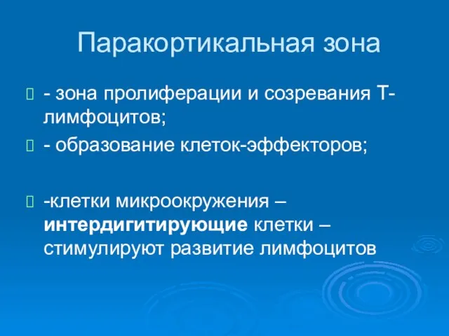 Паракортикальная зона - зона пролиферации и созревания Т-лимфоцитов; - образование клеток-эффекторов;