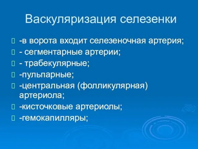 Васкуляризация селезенки -в ворота входит селезеночная артерия; - сегментарные артерии; -