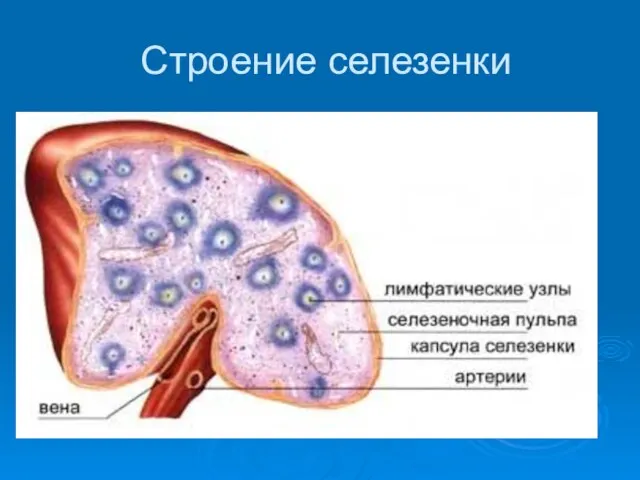 Строение селезенки