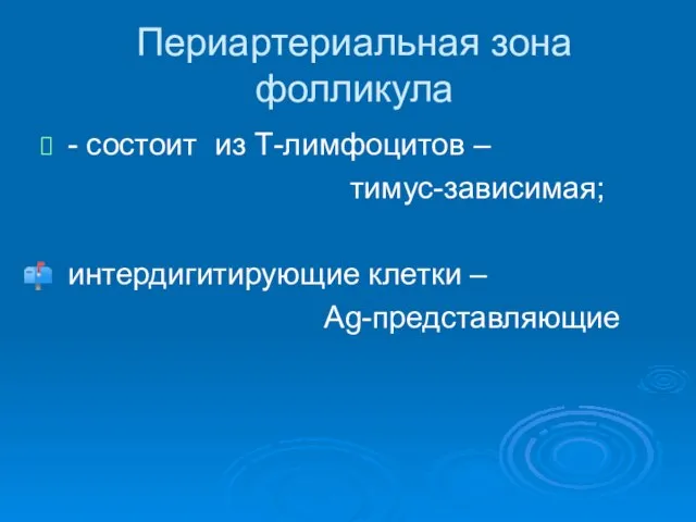 Периартериальная зона фолликула - состоит из Т-лимфоцитов – тимус-зависимая; интердигитирующие клетки – Аg-представляющие