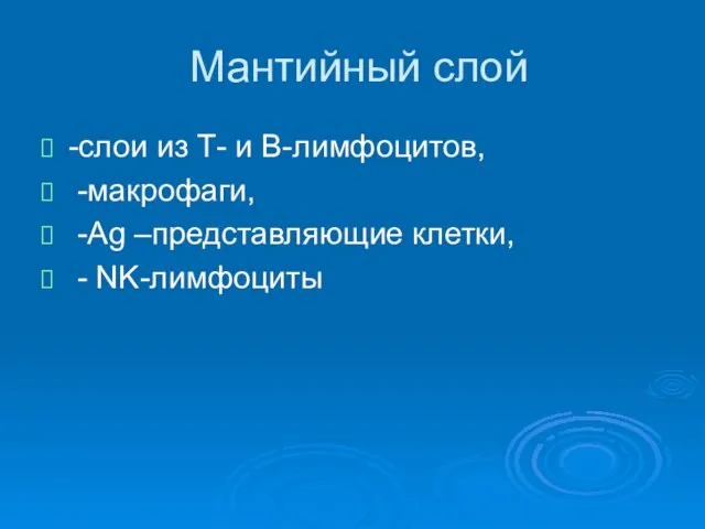 Мантийный слой -слои из Т- и В-лимфоцитов, -макрофаги, -Аg –представляющие клетки, - NK-лимфоциты