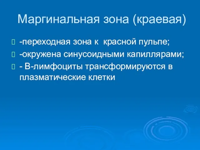 Маргинальная зона (краевая) -переходная зона к красной пульпе; -окружена синусоидными капиллярами;