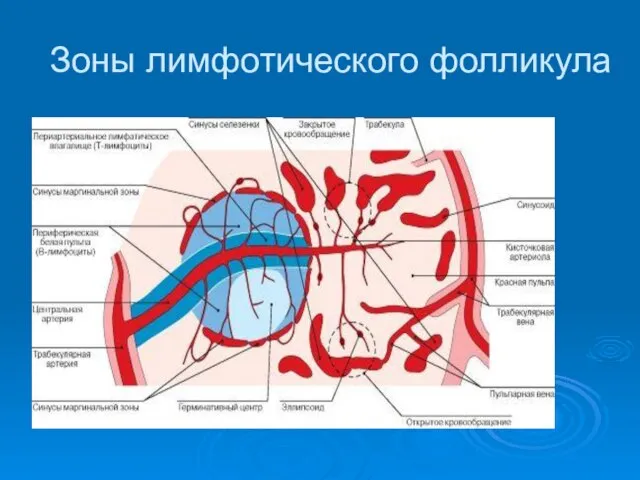 Зоны лимфотического фолликула