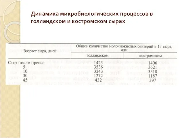 Динамика микробиологических процессов в голландском и костромском сырах