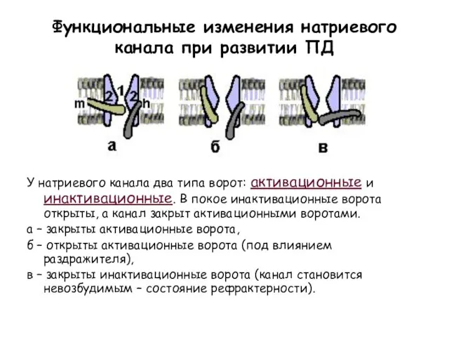 Функциональные изменения натриевого канала при развитии ПД У натриевого канала два