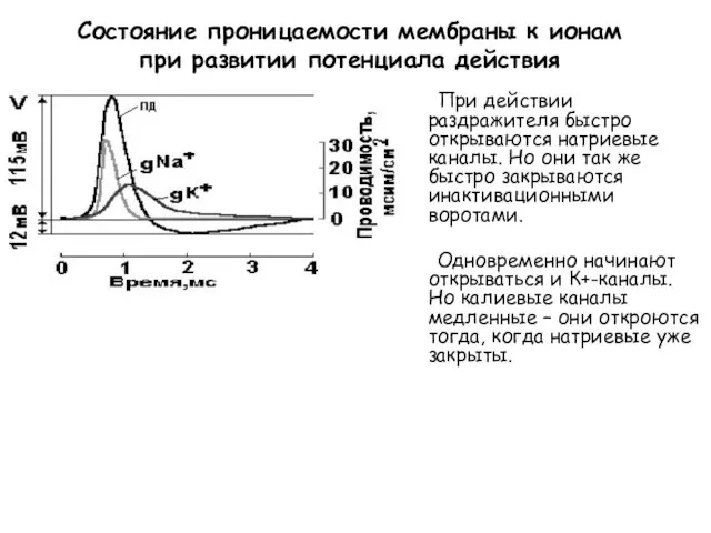 Состояние проницаемости мембраны к ионам при развитии потенциала действия При действии