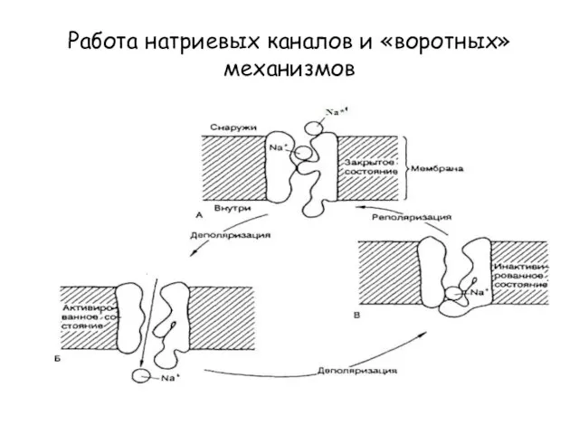 Работа натриевых каналов и «воротных» механизмов