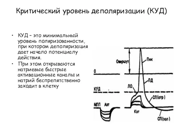Критический уровень деполяризации (КУД) КУД – это минимальный уровень поляризованности, при