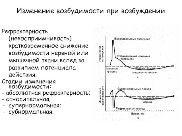 Изменение возбудимости при возбуждении Рефрактерность (невосприимчивость) кратковременное снижение возбудимости нервной или