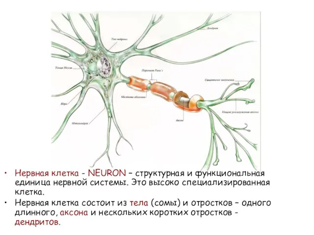 Нервная клетка - NEURON – структурная и функциональная единица нервной системы.