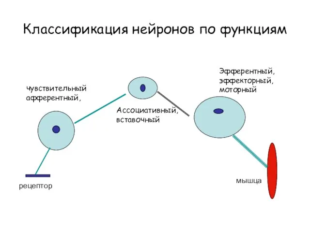 Классификация нейронов по функциям чувствительный афферентный, Ассоциативный, вставочный Эфферентный, эффекторный, моторный рецептор мышца