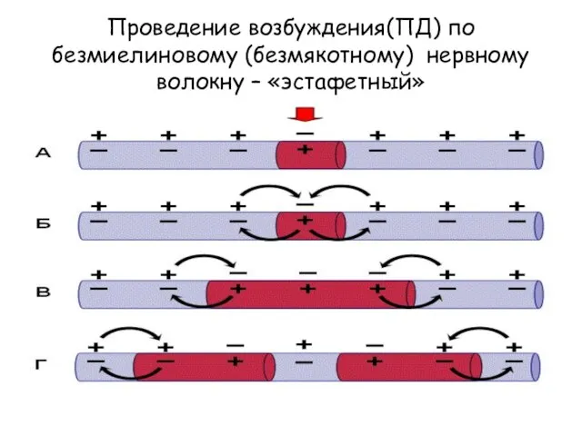 Проведение возбуждения(ПД) по безмиелиновому (безмякотному) нервному волокну – «эстафетный»