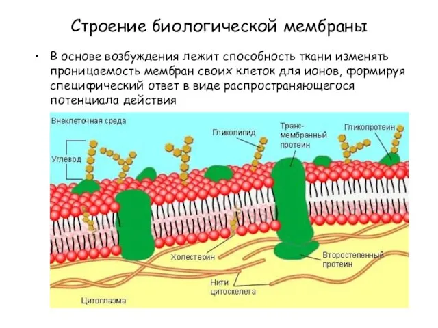 Строение биологической мембраны В основе возбуждения лежит способность ткани изменять проницаемость